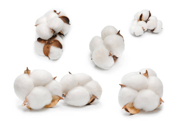 Cotton flower branch isolated on white background. Cotton flower branch isolated on white background. Top view. cotton flower stock pictures, royalty-free photos & images