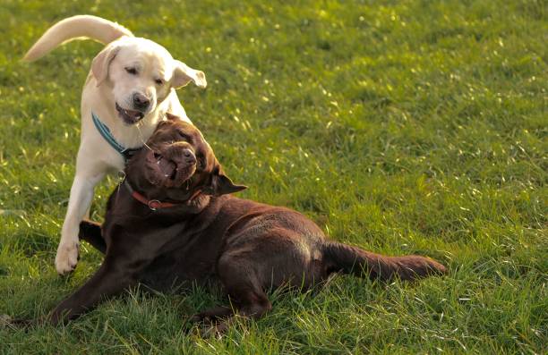 istock Cute Labrador dogs playing on grass 1456026308