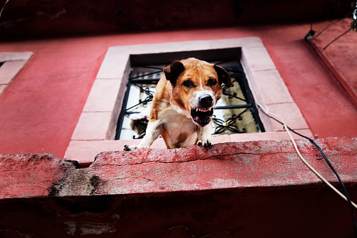 An alert snarling dog on a roof top. It is quite common for households to keep dogs on their roofs in Mexico, as a kind of security system