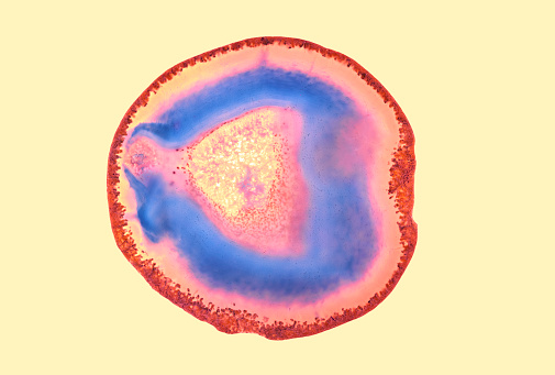 Copepod - micro organism