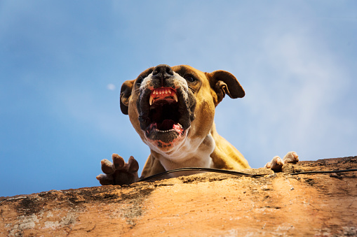 A dog on a rooftop, looking over the edge and  snarling and barking.