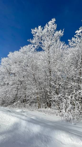 istock Mont tremblant ski slopes with snow covered trees 1456029455