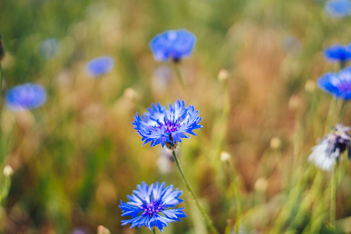 A close-up of wild blue cornflowers growing in a rural field, showcasing the natural beauty of the flowers in their natural habitat.