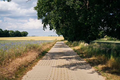 A paved road winds its way through a rural agricultural landscape, surrounded by fields and big trees. The image captures the simplicity and beauty of the rural landscape on a sunny summer day in Germany. The paved road provides a modern contrast to the natural surroundings.