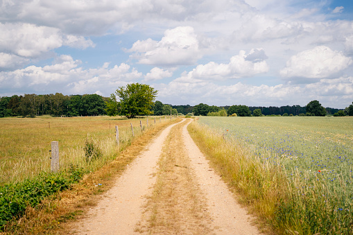 A dirt road stretches through a picturesque rural landscape surrounded by an agricultural field and trees, capturing the natural beauty and simplicity of the area on a sunny day with blue sky and white clouds.