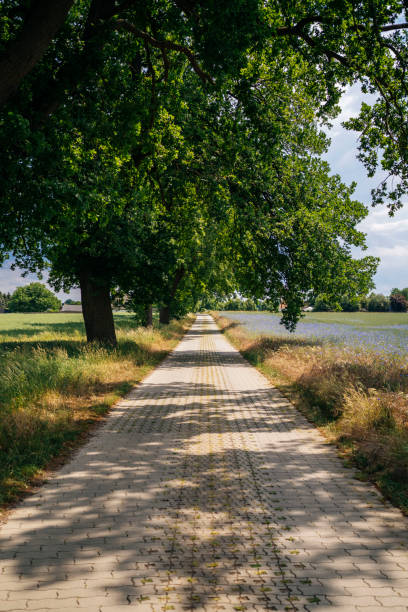 istock Paved road and rural landscape in Germany 1456029523