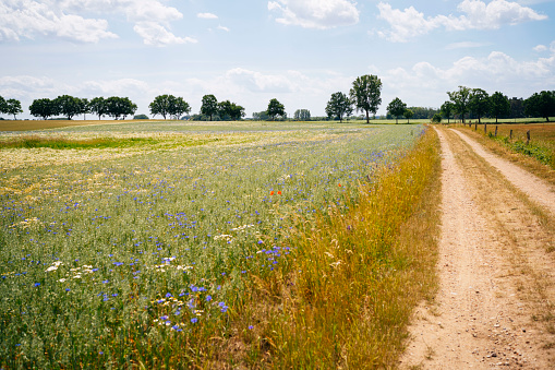 An agricultural field with green grass and trees in the background, with a dirt road in the foreground, showcasing the beauty and simplicity of the rural landscape. The image captures the harmony between agriculture and nature on a sunny day with blue sky and white clouds.