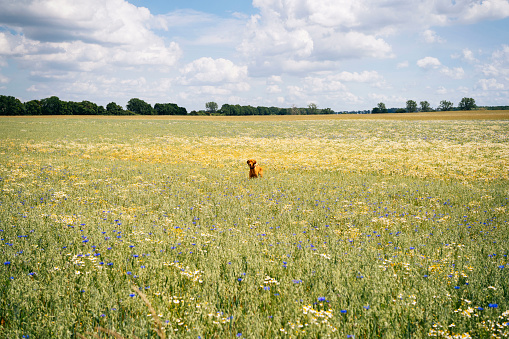 A Vizsla dog runs through a field full of colorful flowers on a sunny summer day. The blue sky serves as the perfect backdrop for this joyful image. The image captures the freedom and playfulness of the dog and the beauty of nature.