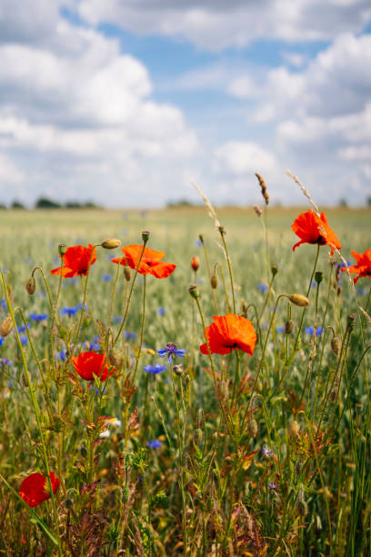 A field of wildflowers, with wild poppies standing out among the other flowers. The image captures the natural beauty of the flowers and the tranquility of the moment.