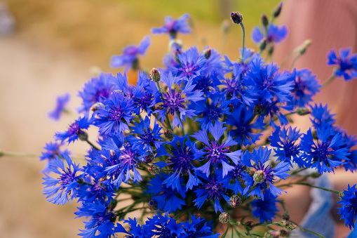 A close-up of a bouquet of blue cornflowers, showcasing the natural beauty of the flowers. The vibrant blue color of the cornflowers stands out and the image can evoke feelings of summer, freedom and natural beauty.