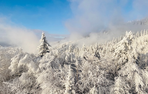 Mont tremblant ski pistes met sneeuw bedekte bomen.