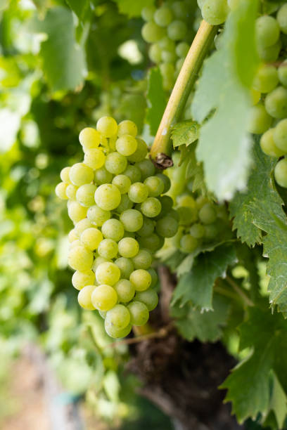 istock Vertical shot of unripe grapes on tree branch 1456030987