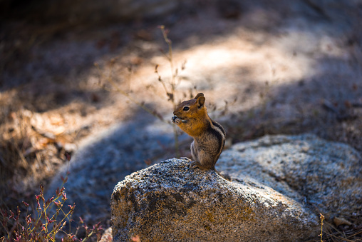 Squirrel standing at Grand Canyon National Park on a tree