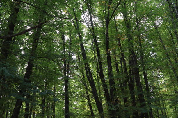 istock Chestnut grove of El Tremble 1456032146