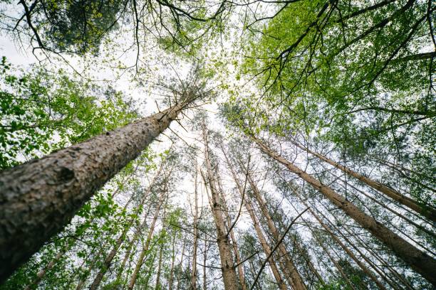 istock Low-angle shot of trees growing in a forest 1456032215
