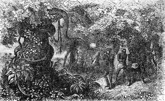 Paul Du Chaillu and a group of African Pygmy People shooting a Central African Rock Python snake (Python sebae) in Central Africa. Vintage etching circa 19th century.