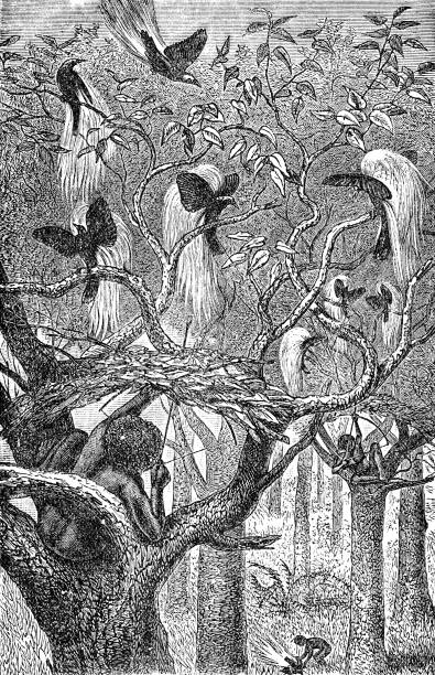 ilustrações, clipart, desenhos animados e ícones de povo aru caçando grande pássaro-do-paraíso (paradisaea apoda) nas ilhas aru, indonésia - século 19 - etnia indonésia