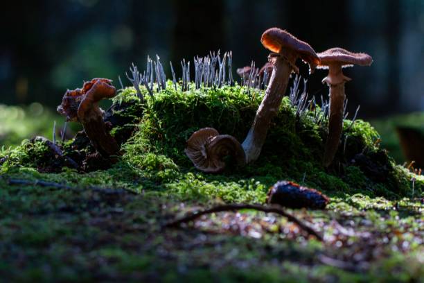istock Closeup of mushrooms growing in a forest 1456033605