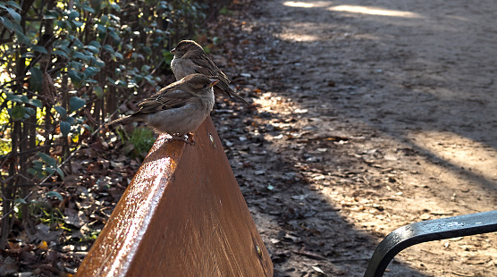 Pair of sparrows on the back of a park bench waiting for food. Selective focus. Copyspace.