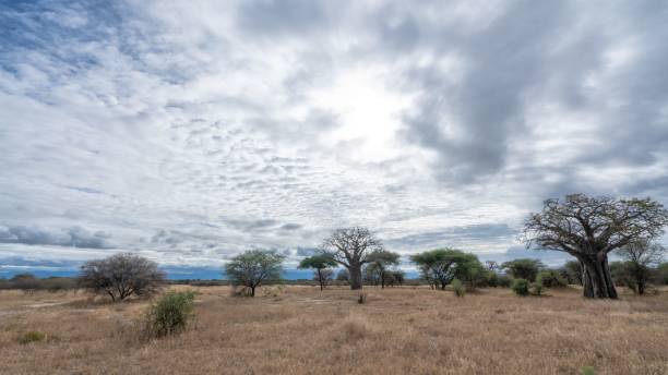 istock Breathtaking view of a safari under a cloudy sky 1456034522