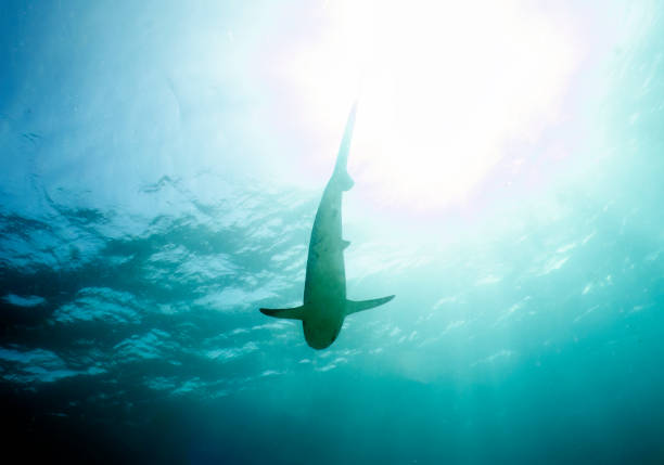 istock A Caribbean Reef Shark (Carcharhinus perezii) in Bimini, Bahamas 1456035009