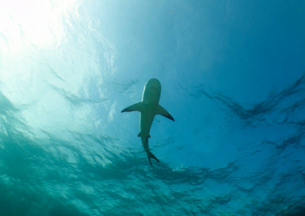istock A Caribbean Reef Shark (Carcharhinus perezii) in Bimini, Bahamas 1456035045