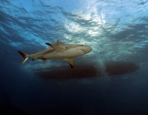 istock A Caribbean Reef Shark (Carcharhinus perezii) in Bimini, Bahamas 1456035055