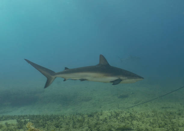 istock A Caribbean Reef Shark (Carcharhinus perezii) in Bimini, Bahamas 1456035076