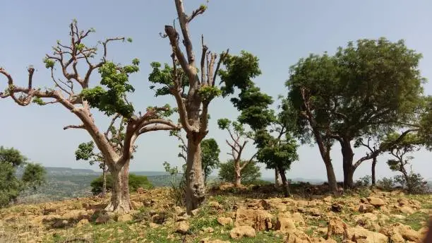 Frankincense Trees, one many indigenous trees in Tigray