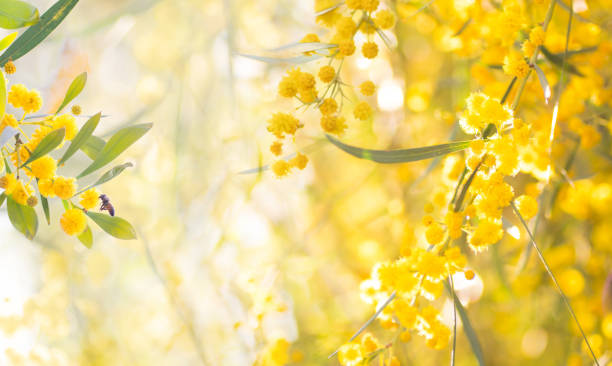 Bright beautiful spring background image with blooming mimosa. Beautiful blurred spring background image with branches of flowering myiosa in nature in the rays of sunlight outdoors. acacia tree stock pictures, royalty-free photos & images
