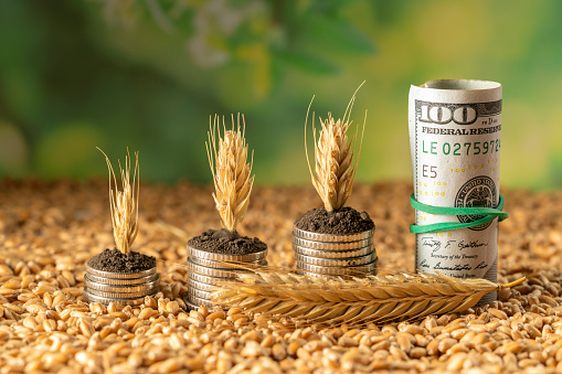 Growing money in the soil with ripe wheat spikelets. Concept, business and agriculture success finance. Agriculture plant sowing growing step concept in the garden