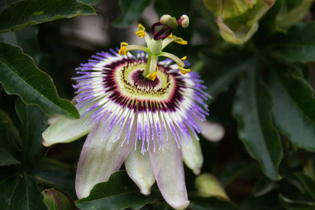 istock Closeup of a passion fruit flower in bloom 1456037828
