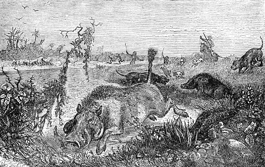 Hunters and dogs chasing a Common Warthog (Phacochoerus africanus) in Africa. Vintage etching circa 19th century.