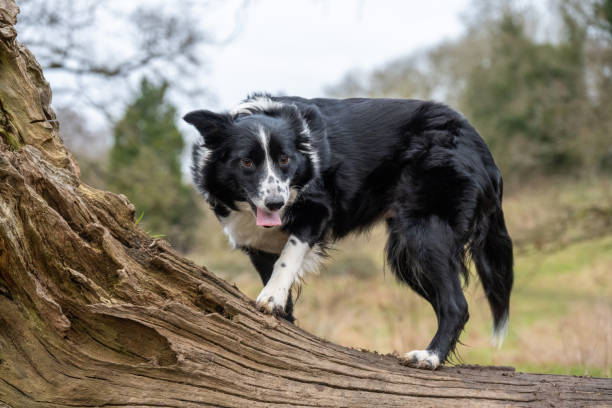 istock Cute black Border Collie on the inclined tree trunk in the forest in spring 1456038235