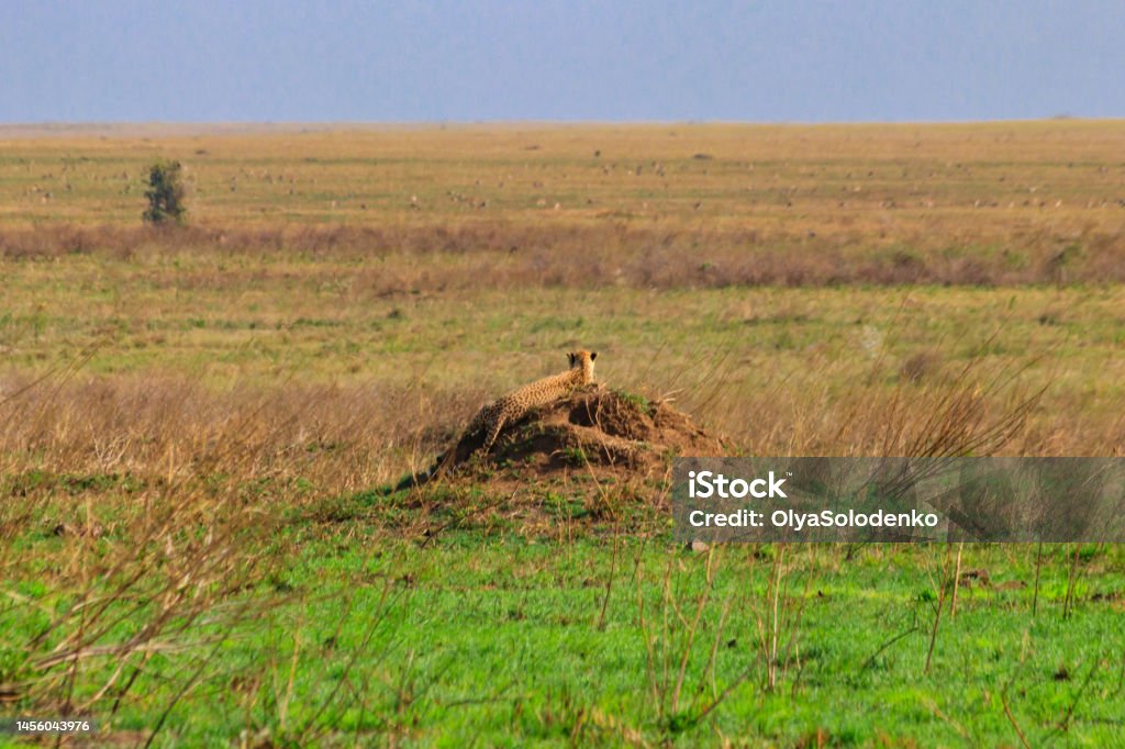 Cheetah (Acinonyx jubatus) on termite mound in savanna in Serengeti National park, Tanzania Africa Stock Photo