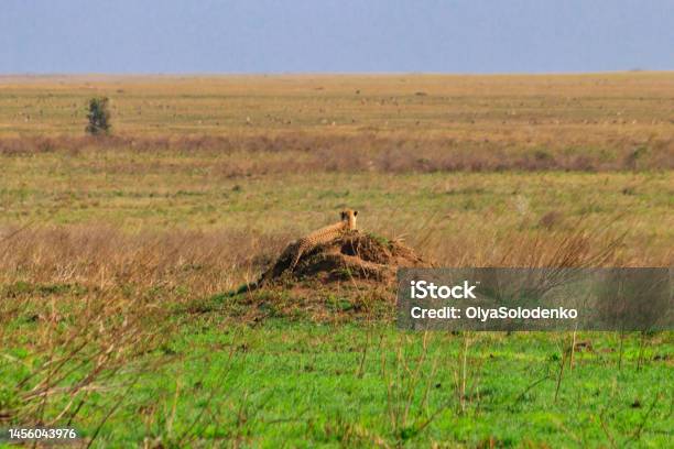Cheetah On Termite Mound In Savanna In Serengeti National Park Tanzania Stock Photo - Download Image Now