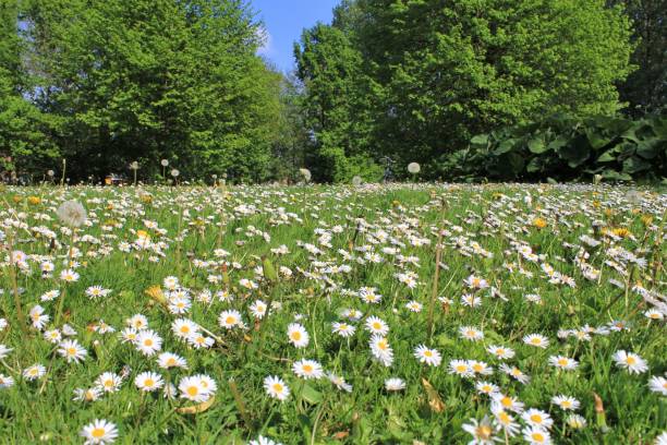 istock a green meadow with daisies and trees in a city park in springtime 1456045449