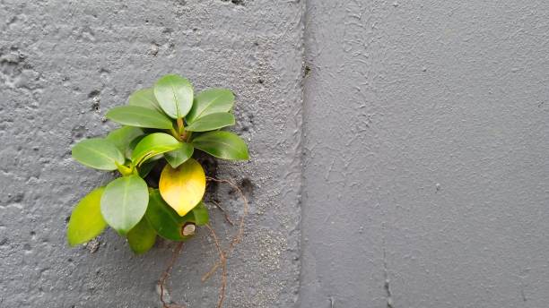 istock tree saplings growing on the side of  wall 1456048668