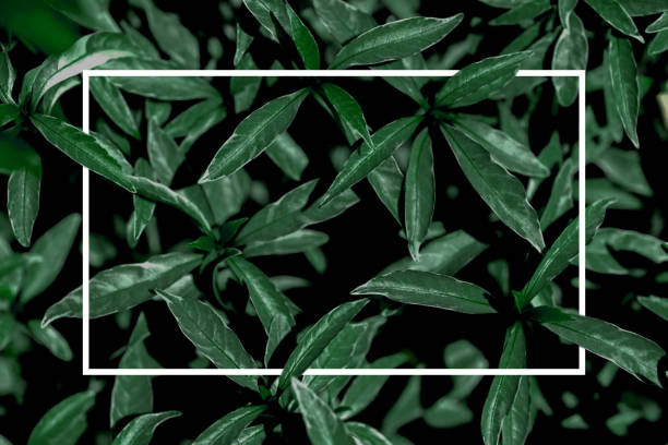 istock white square frame Creative leaf layouts for advertising cards or invitations. posing nature concept 1456049785
