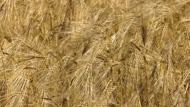 Volga region, harvest season. Ears of ripe wheat. stock photo