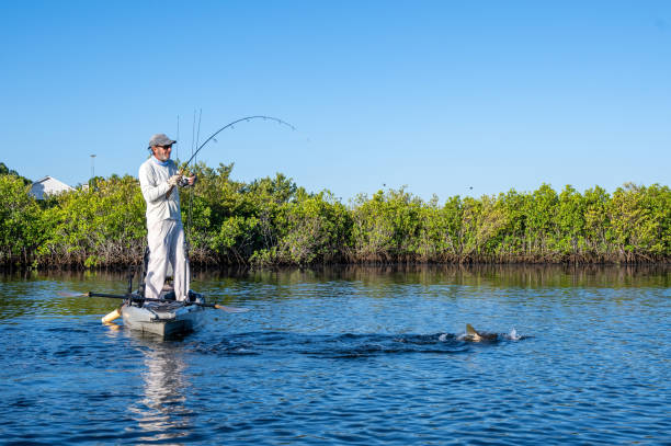 Kayaker catching a Snook in Ozello on the Gulf of Mexico near Crystal River, Florida.