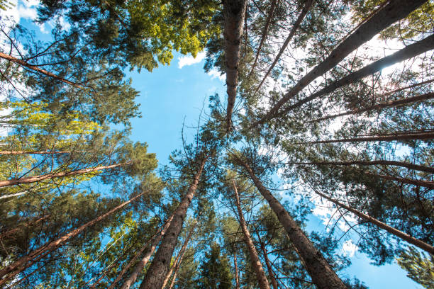 istock View of the coniferous forest from below 1456051131