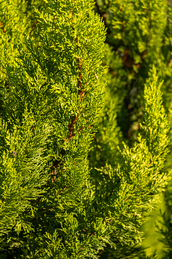 Thuja evergreen tree branch close up. Shot of a genus of coniferous tree or Cupressaceae plant leaves. Natural green background with copy space.