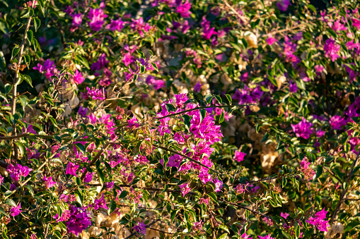 Drying pink bougainvillea flowers on sunny day. Exotic colorful bracts are popular in the garden, often being grown as summer climbing plants. Bougainvillea background with copy space.
