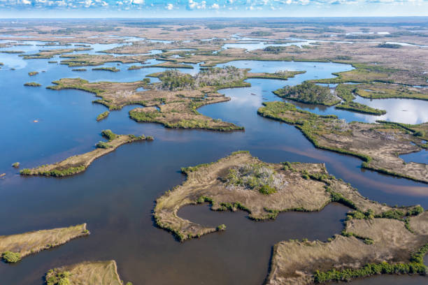 istock Gulf Coast Wetlands Aerial 1456052349