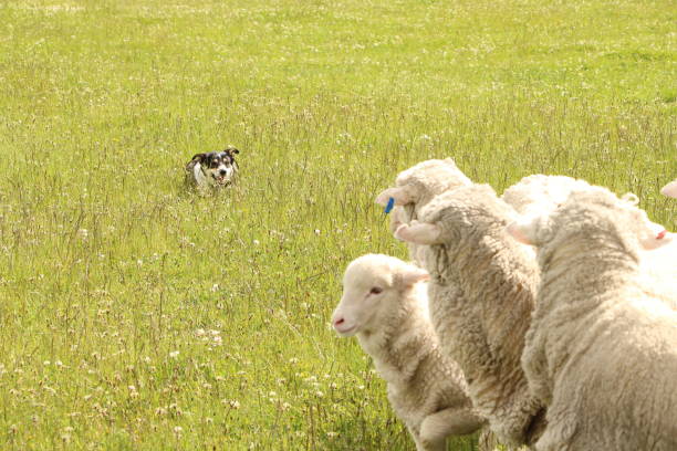 istock Shepherd dog guards sheep grazing in a field 1456055544