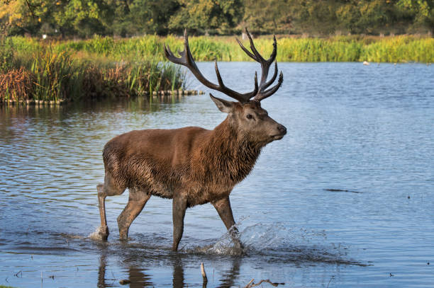 pisando na água após o banho de lama - bushy park - fotografias e filmes do acervo