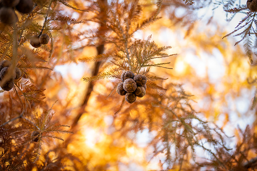 The cypress balls in autumn