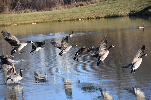 Canadian Geese begin their annual migratory trek in pursuit of warmer climates