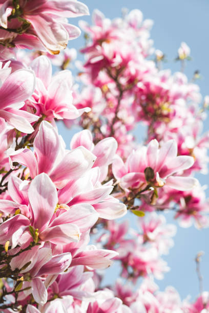 istock Vertical shot of beautiful pink blossoms on a tree 1456056682